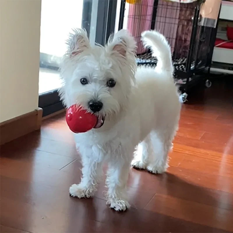 CAITEC Dog Toy Amazing Squeaker Ball Durable - MyPetDollar.com