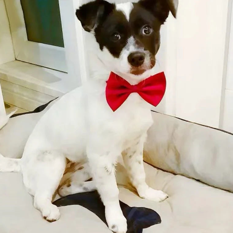 Dog Bow Tie Adjustable Dog Cat Necklace Neck - MyPetDollar.com