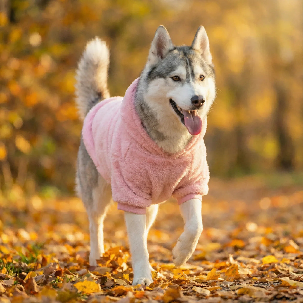 Labrador Golden Retriever Clothing Winter - MyPetDollar.com