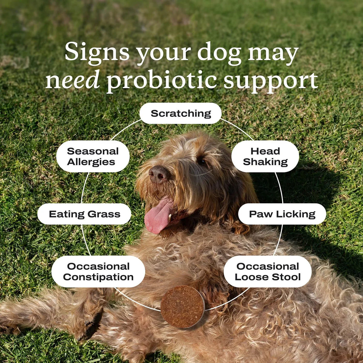 Dog Probiotics Chews - Dog Probiotics for - MyPetDollar.com
