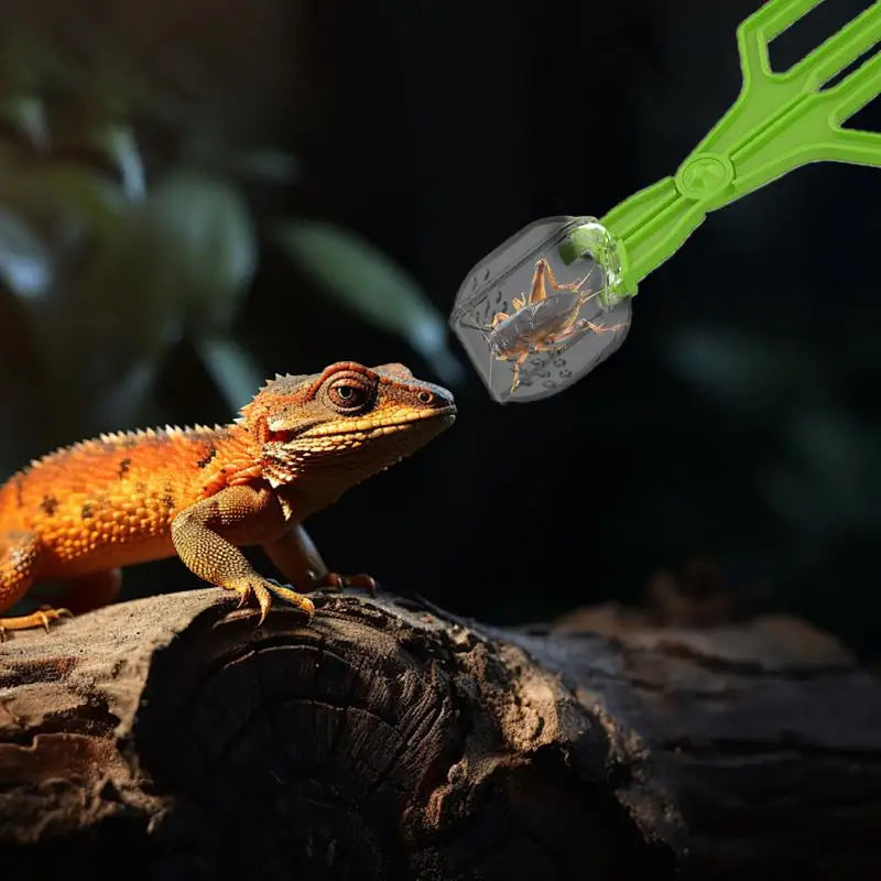 Crickets Feeder For Reptiles 3 Pieces Clip - MyPetDollar.com