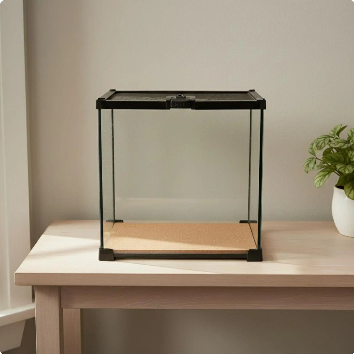 Glass Amphibian Terrarium
