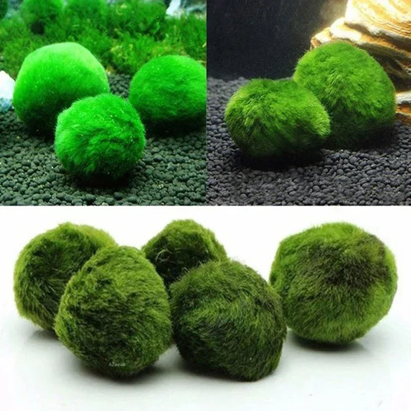 Live Aquarium Plant Algae Fish Shrimp Tank - MyPetDollar.com