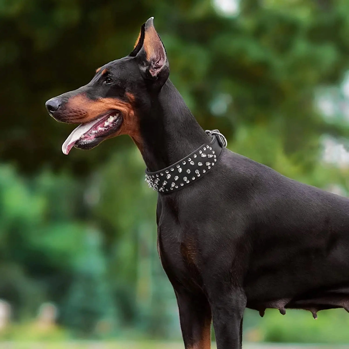 Spiked large dog collar For Medium Large - MyPetDollar.com