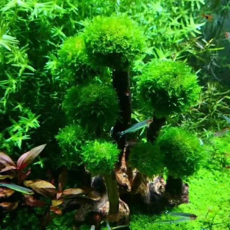 Fish Tank Plant Moss Tree Decoration - MyPetDollar.com