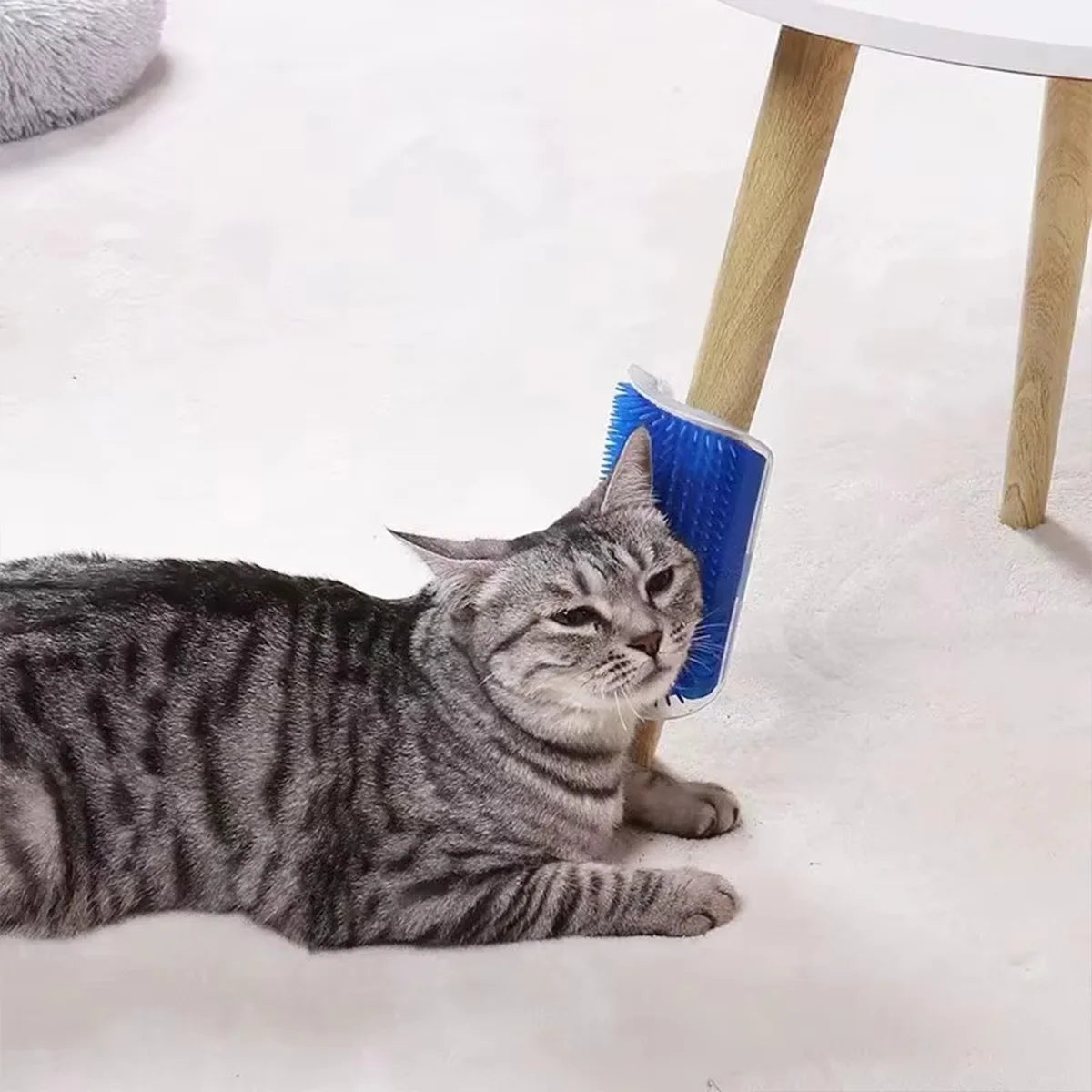 Pet Mair Remover Groomer Cat Toy with Catnip - MyPetDollar.com