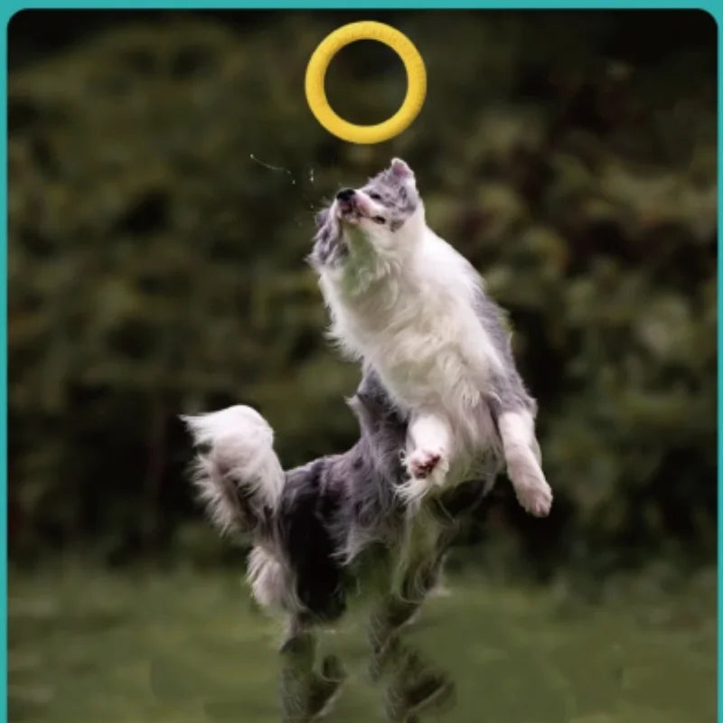 Bite Resistant Soft Dog Ring Toy TPR - MyPetDollar.com