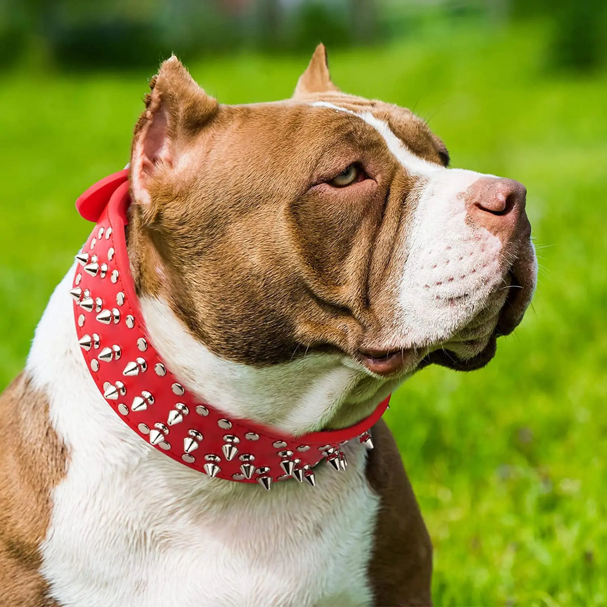Spiked large dog collar For Medium Large - MyPetDollar.com
