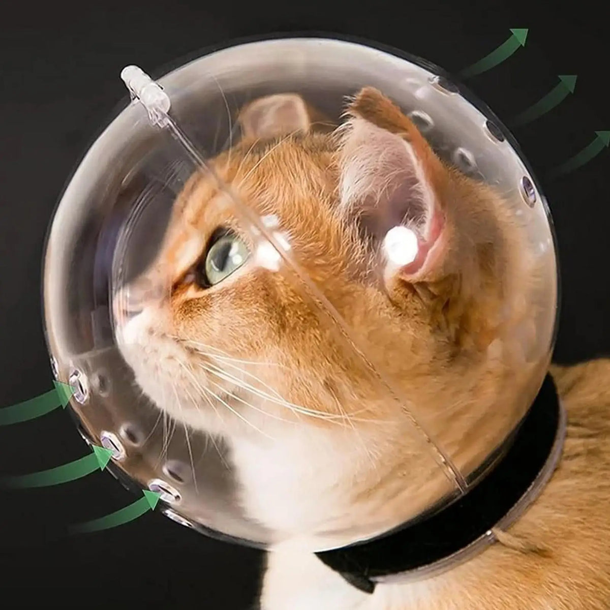 Transparent Cat Muzzle Pet Grooming Cover - MyPetDollar.com