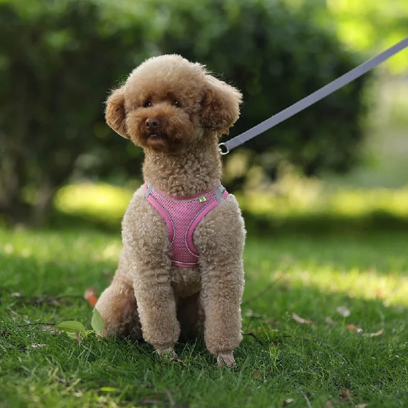 Puppy Cat Vest Harness With Leash Breathable - MyPetDollar.com