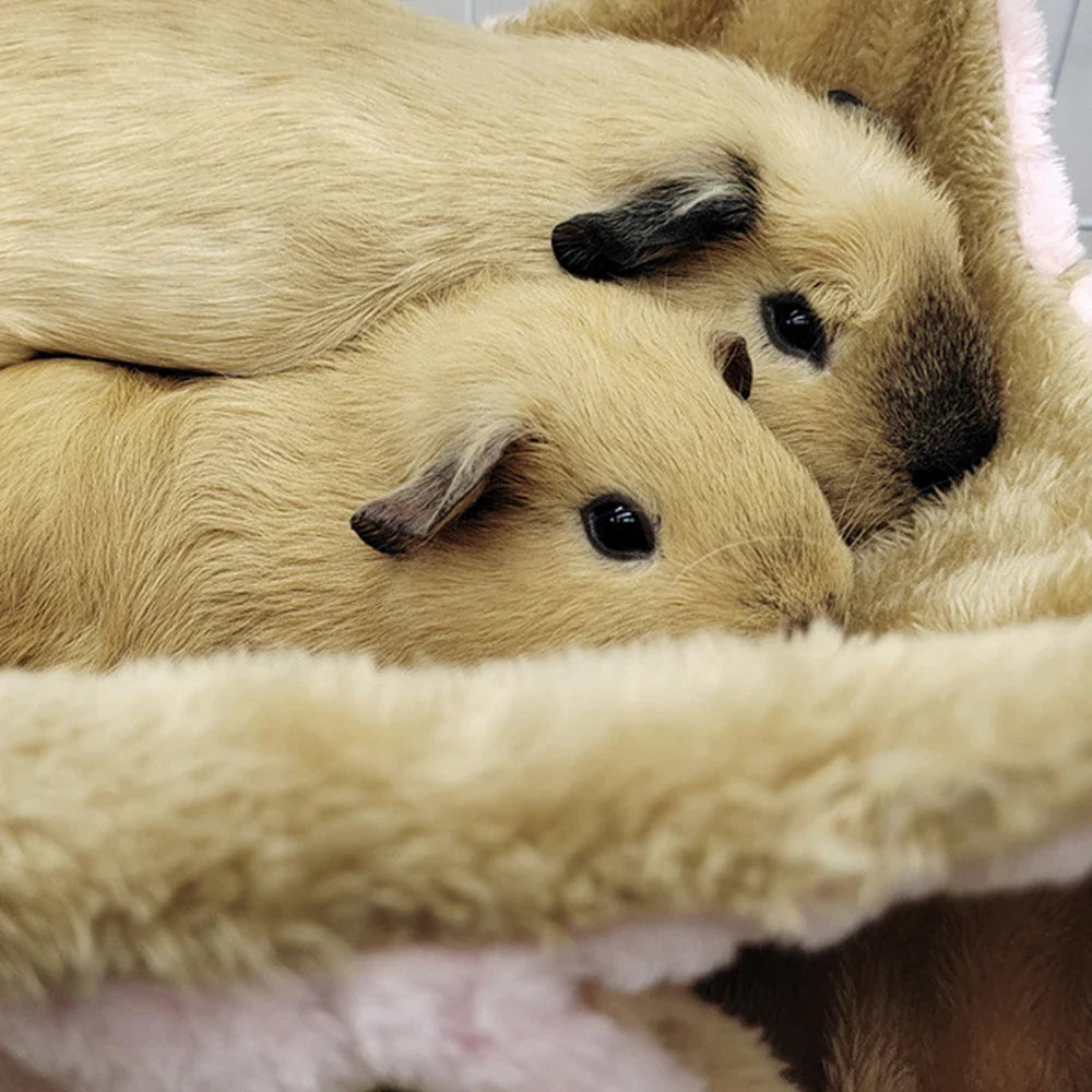 Honey Glider Double Pile Hammock Guinea Pig - MyPetDollar.com