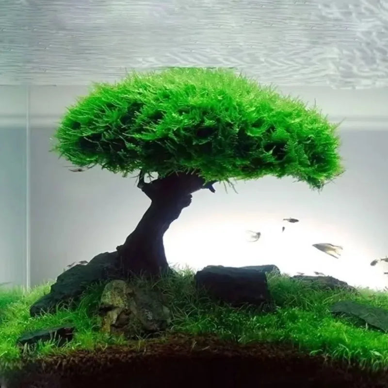Fish Tank Plant Moss Tree Decoration - MyPetDollar.com