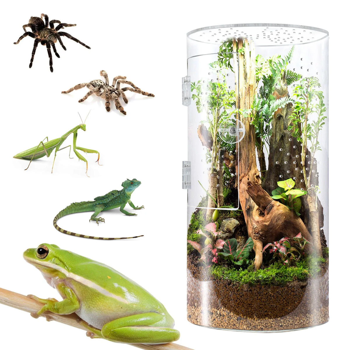 Jumping spider enclosure ecological cage - MyPetDollar.com