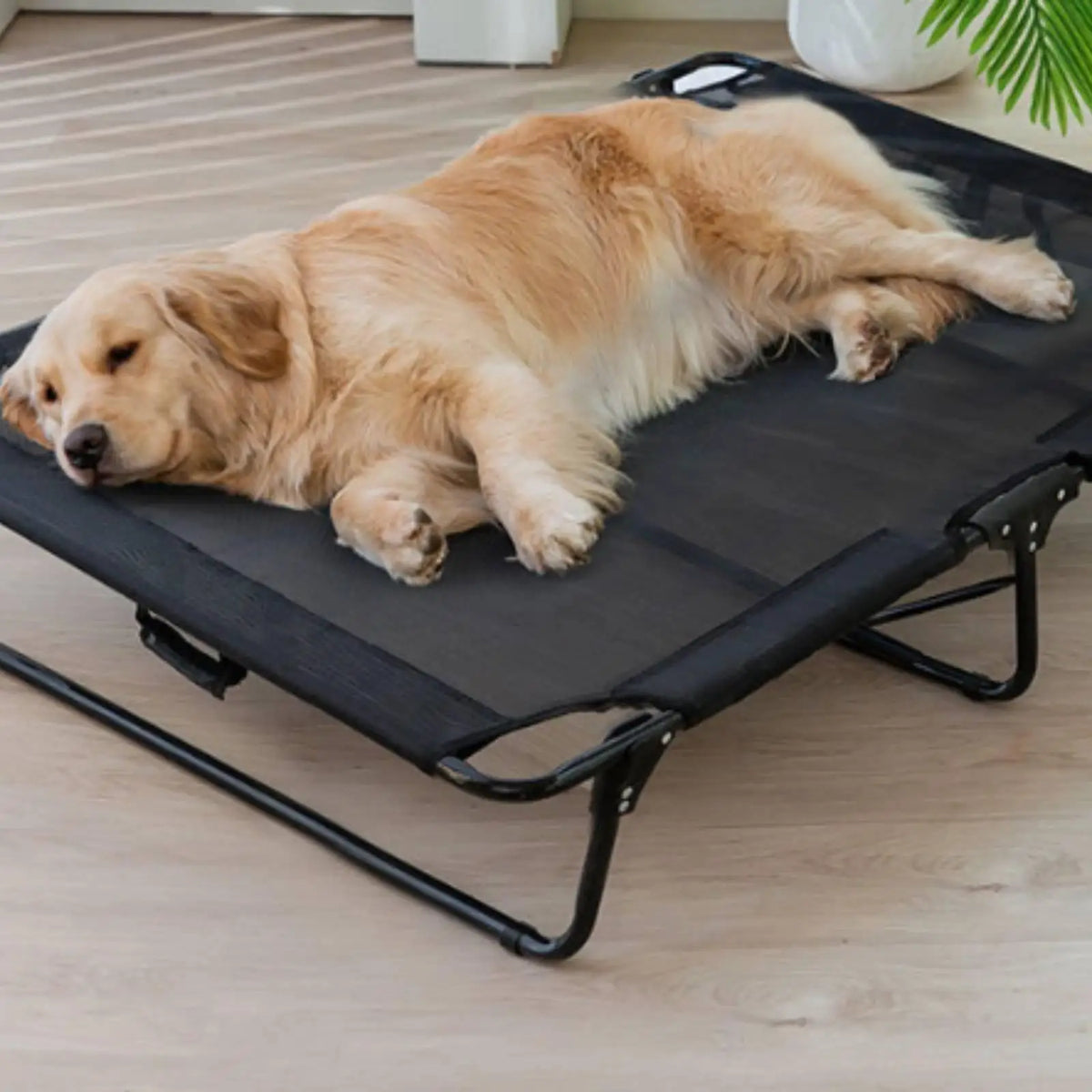 Foldable Industrial Bed Breathable Elevated - MyPetDollar.com