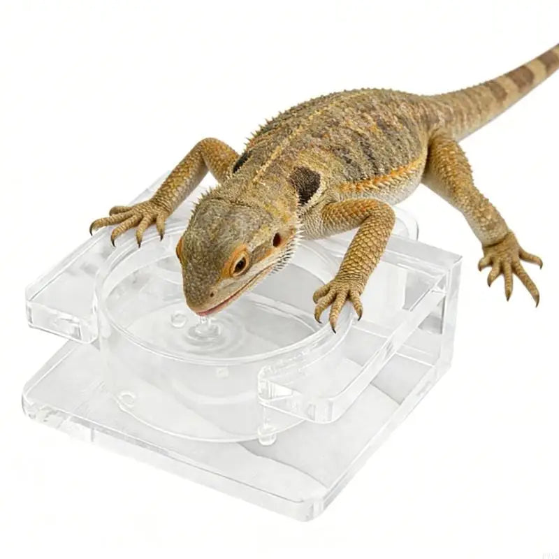 Secure Suction Reptiles Feeder Bowl Water - MyPetDollar.com