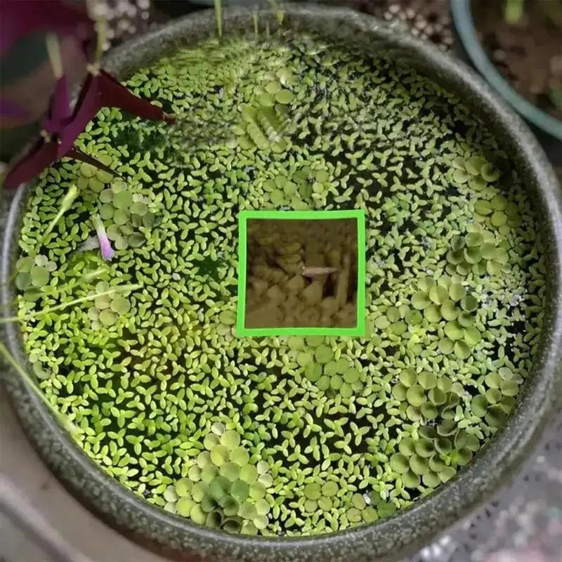 5/10Pcs Aquarium Floating Plant Rings Fish - MyPetDollar.com