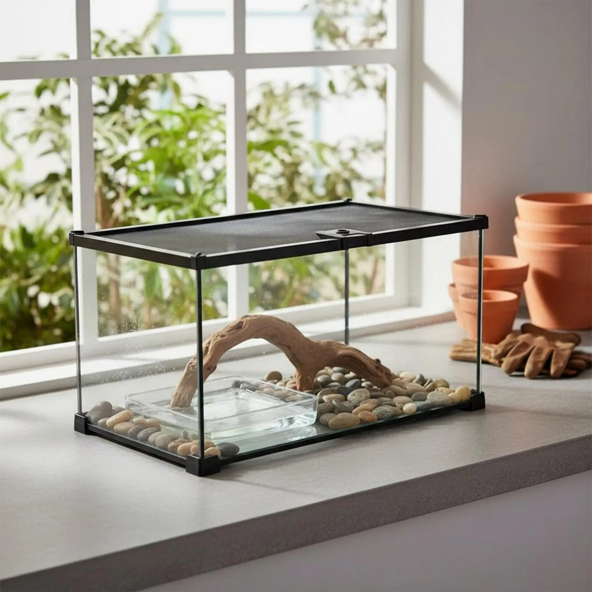 Glass Amphibian Terrarium Anti-Security - MyPetDollar.com