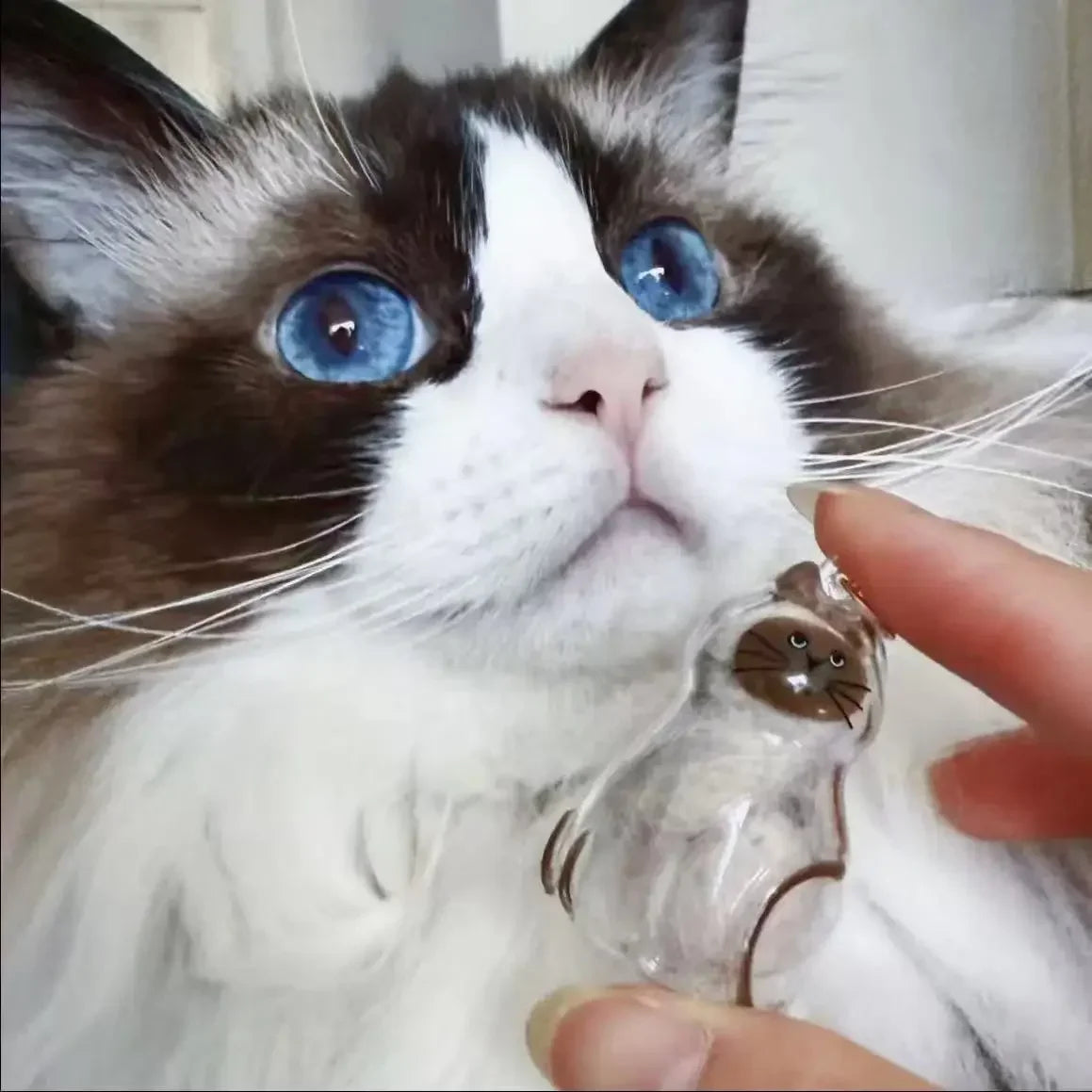 Cute Transparent Cat Fur Display Capsule Toy - MyPetDollar.com