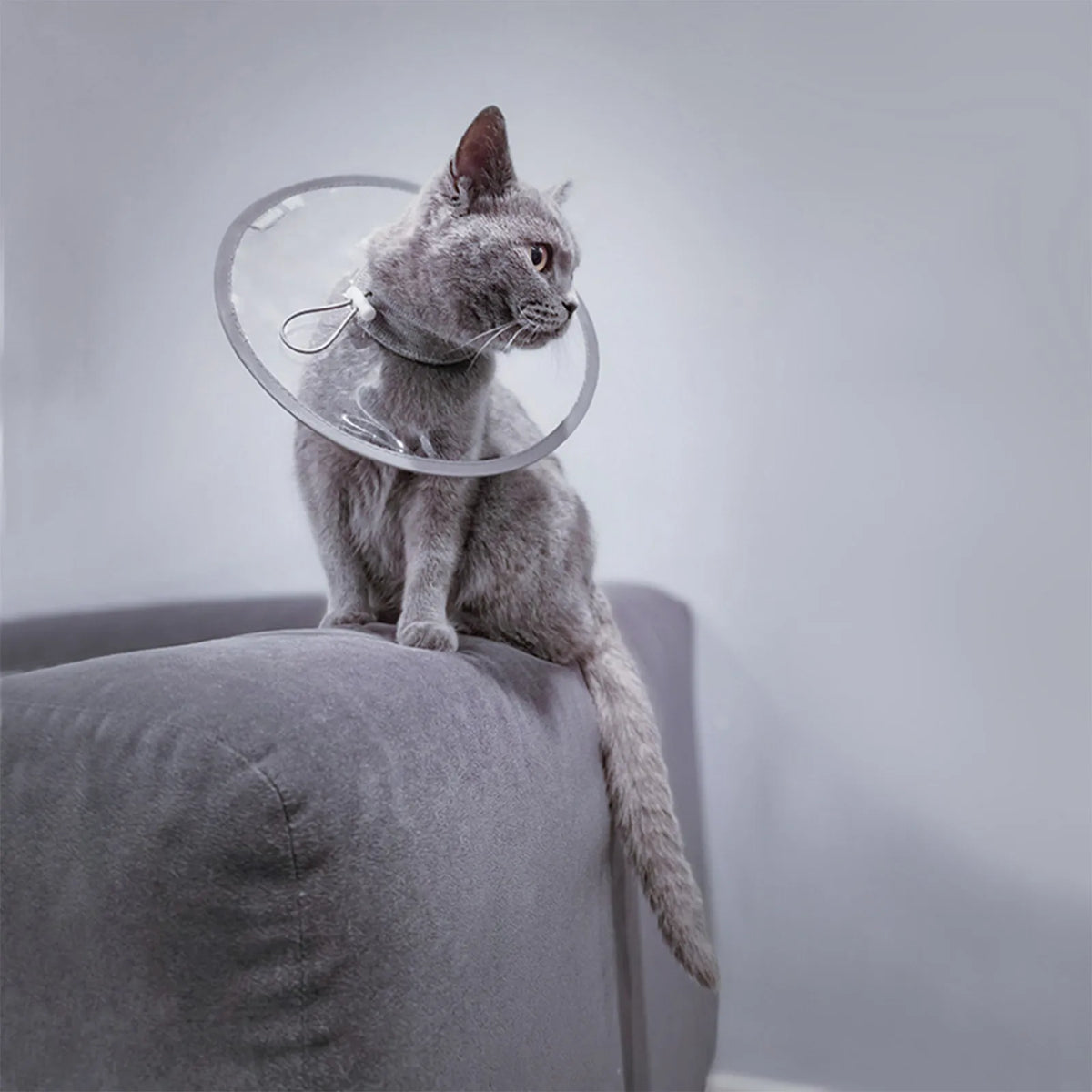 Soft Cat Recovery Collar Protective Adjustable Pet Cone