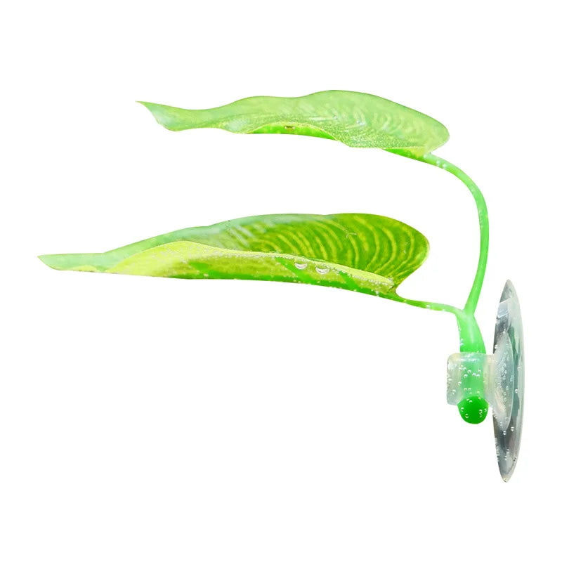 Betta Fish Rest Aquarium Leaf Plants