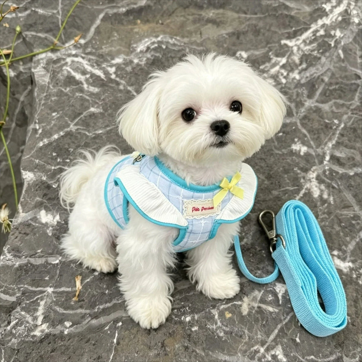 New Pet Cat Harness and Leash Set Adjustable - MyPetDollar.com