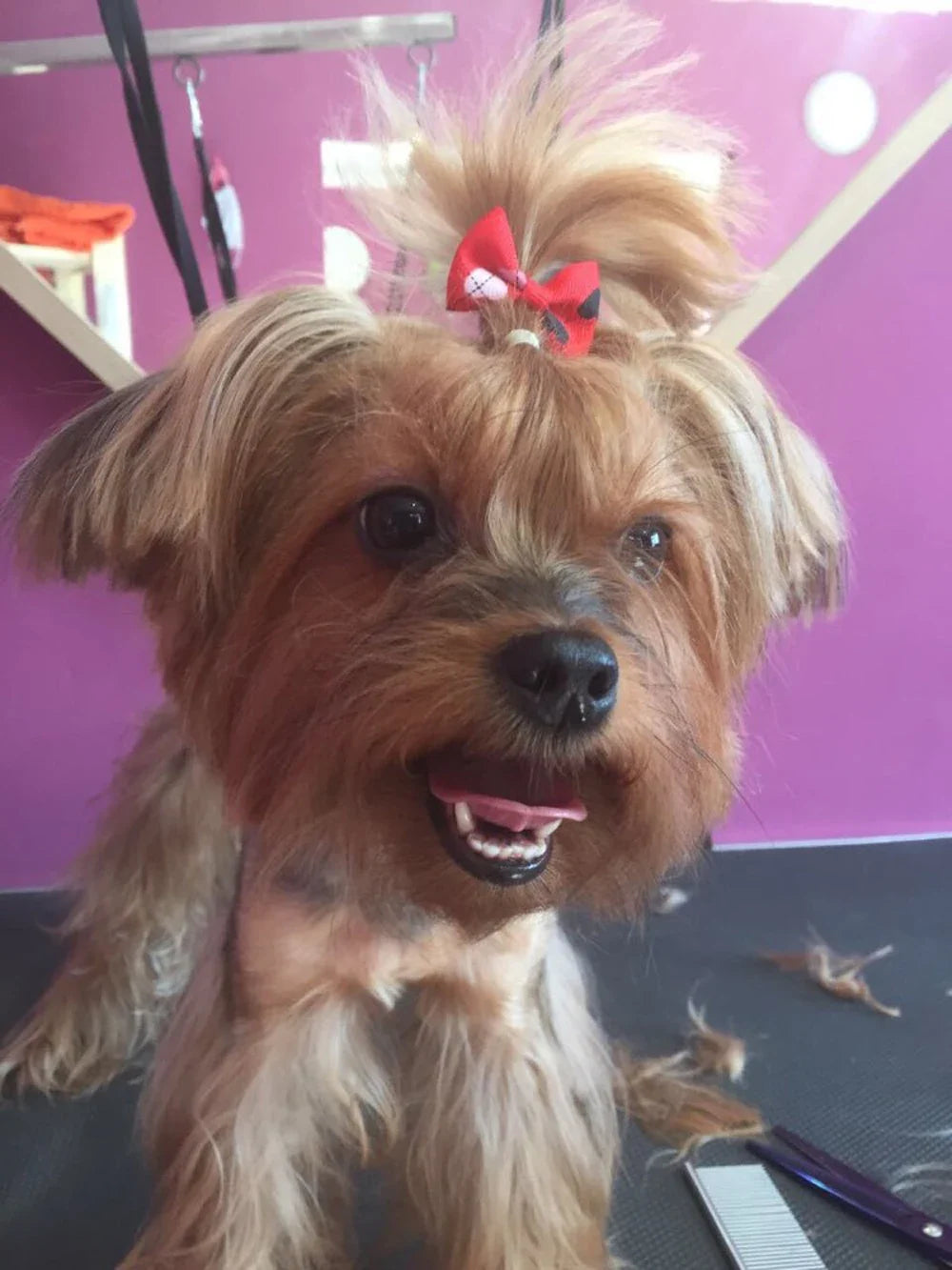 10/20/50Pcs Dog Grooming Hair Bows Dog Bows - MyPetDollar.com