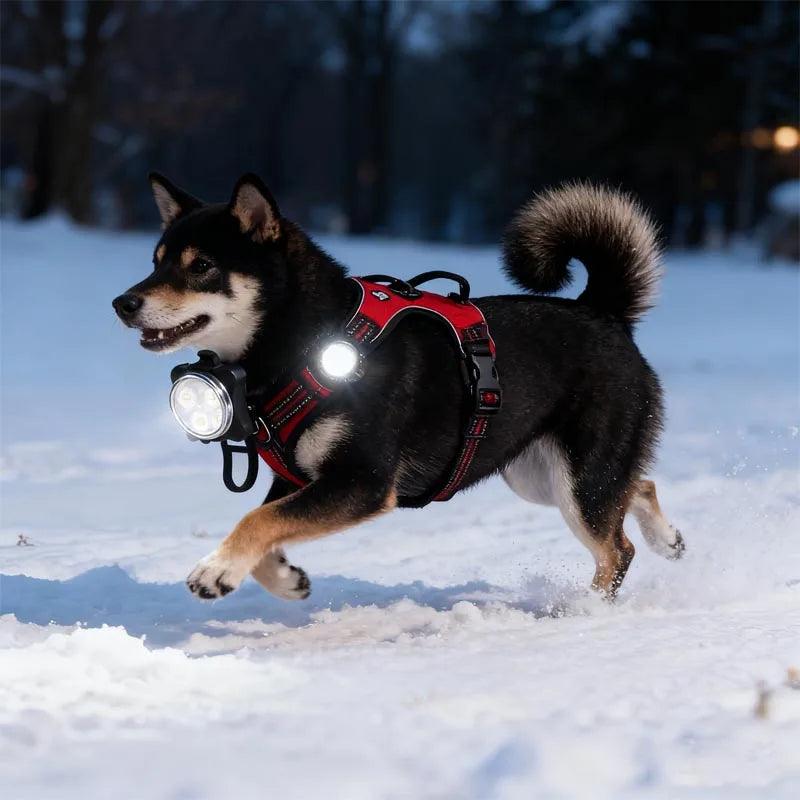 Portable Pet Safety Led Light 4 Modes USB - MyPetDollar.com
