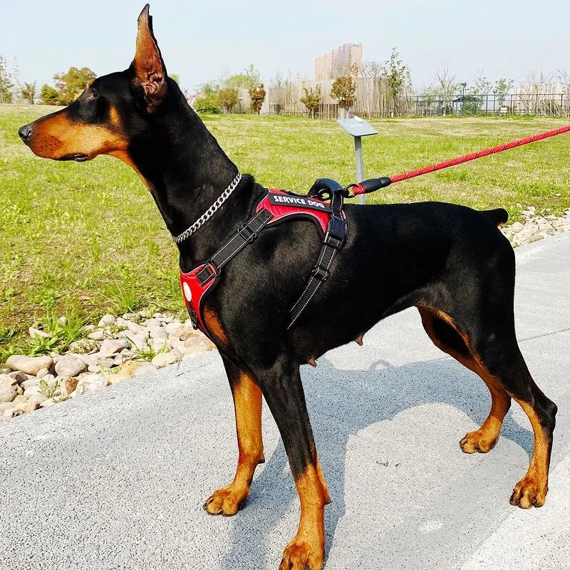 Doberman Dog Harness Collar Leash Set - MyPetDollar.com