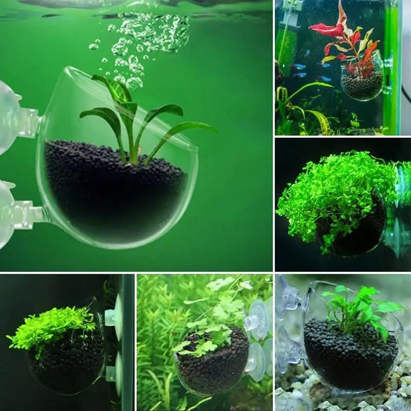 Clear Aquatic Plant Cup With Suction Holder - MyPetDollar.com