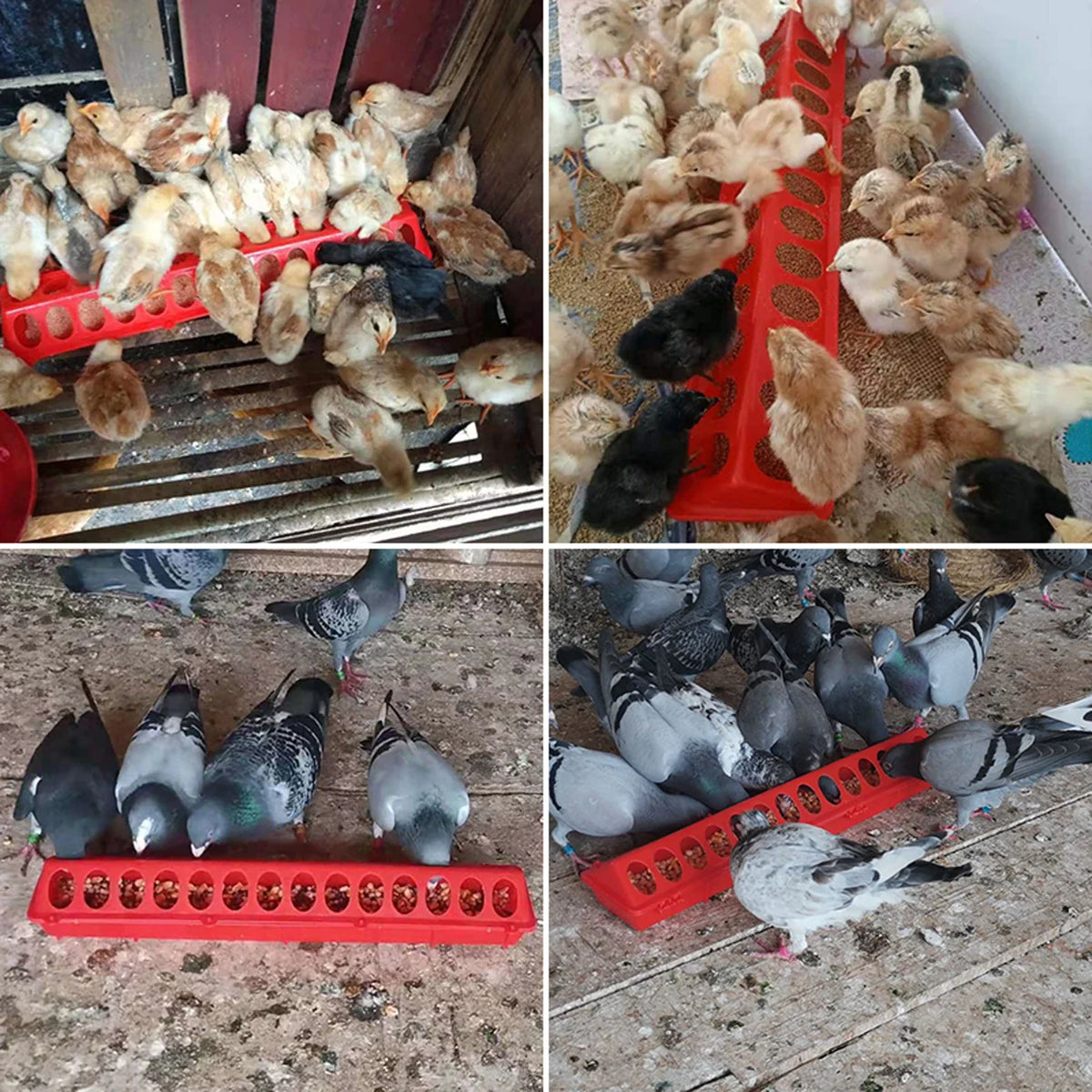 Plastic Flip-Top Poultry Bird Feeder Ground - MyPetDollar.com