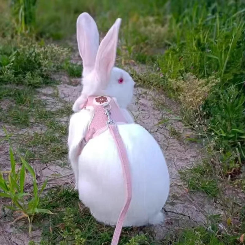 Cartoon Print Cat Rabbit Harness and Leash - MyPetDollar.com