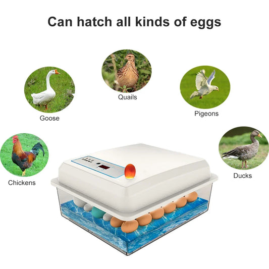 50 Eggs Incubator Fully Automatic Bird - MyPetDollar.com