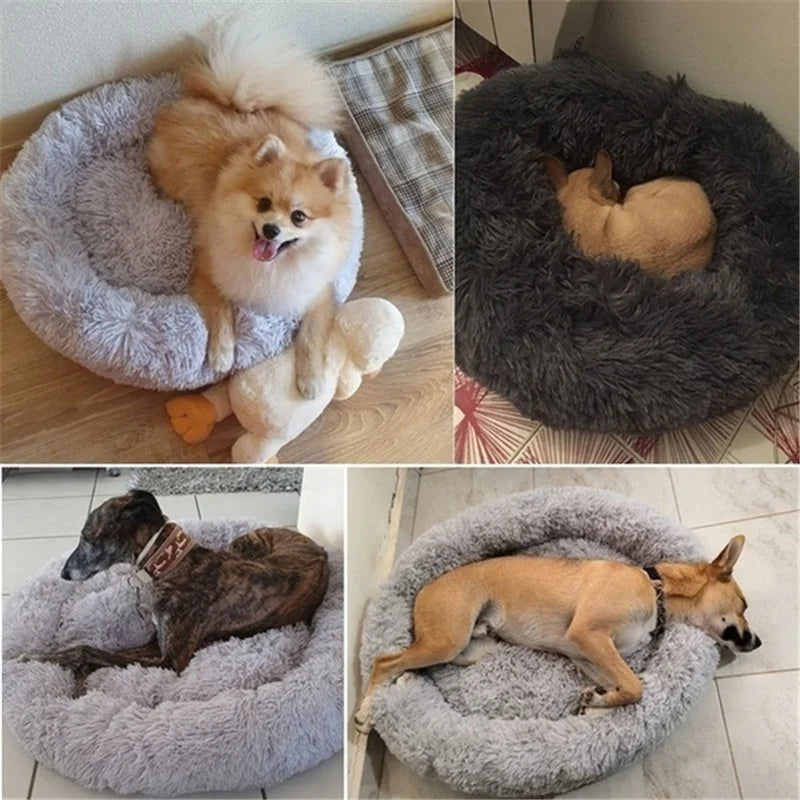 Donut Mand Dog Accessories for Large Dogs - MyPetDollar.com