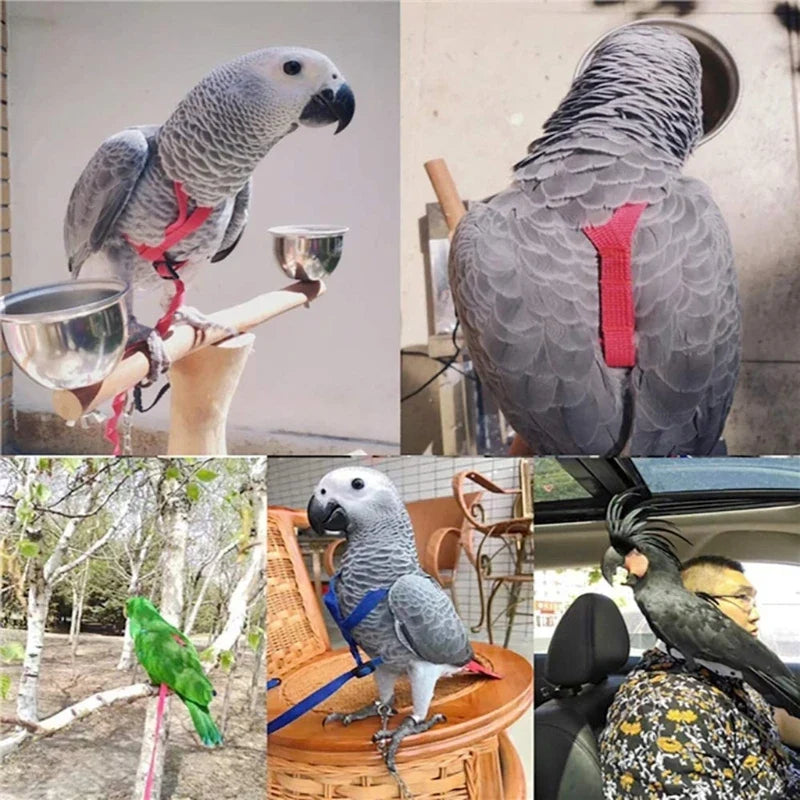 Parrot Bird Harness Leash Outdoor Flying - MyPetDollar.com