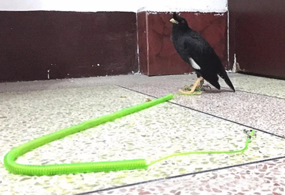 1Pc Blue/Yellow/Green Flexible Bird Flying - MyPetDollar.com