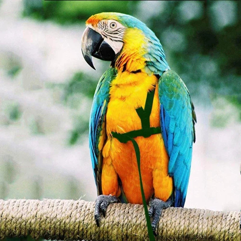 Parrot Bird Harness Leash Outdoor Flying - MyPetDollar.com
