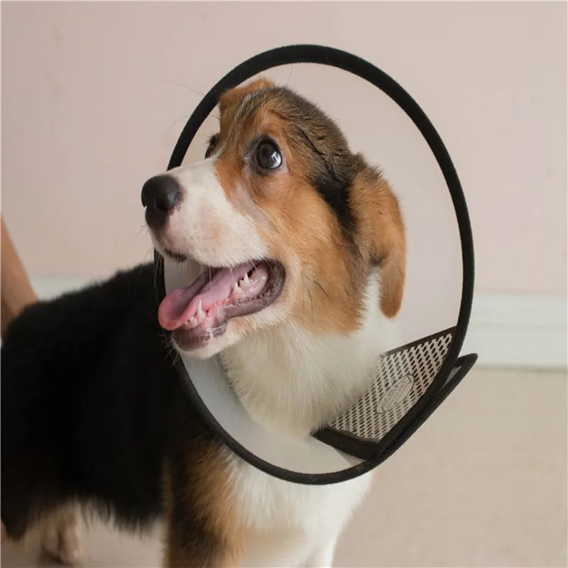 Anti-Bite Lick Surgery Wound Healing Cat - MyPetDollar.com