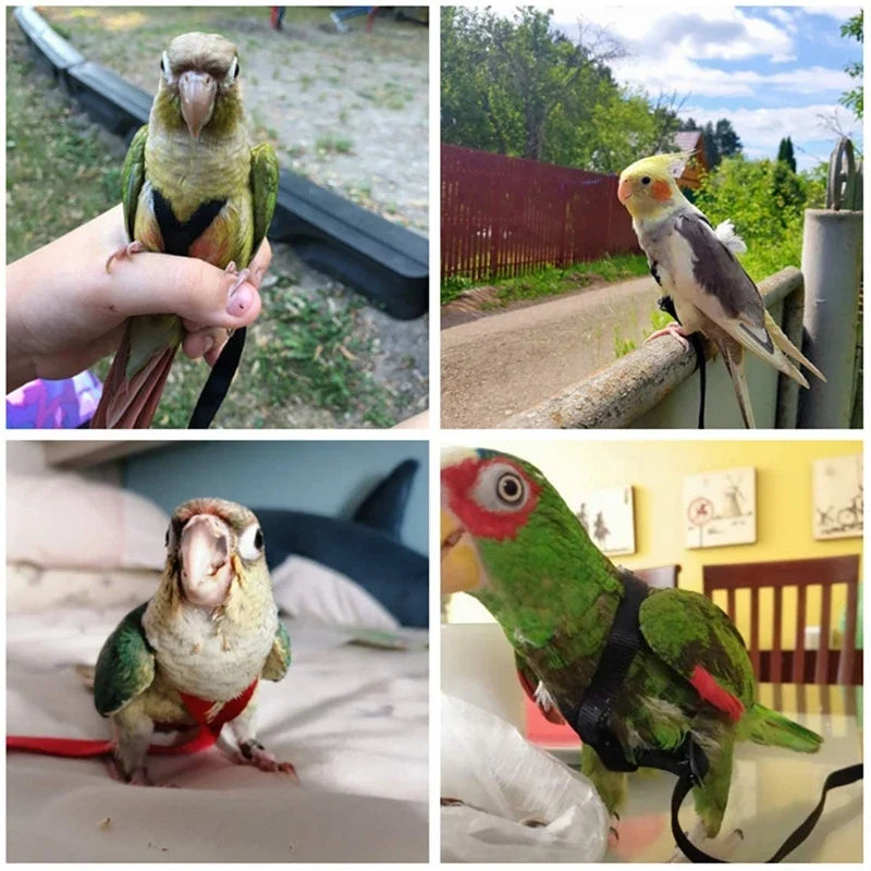 Parrot Bird Harness Leash Outdoor Flying - MyPetDollar.com