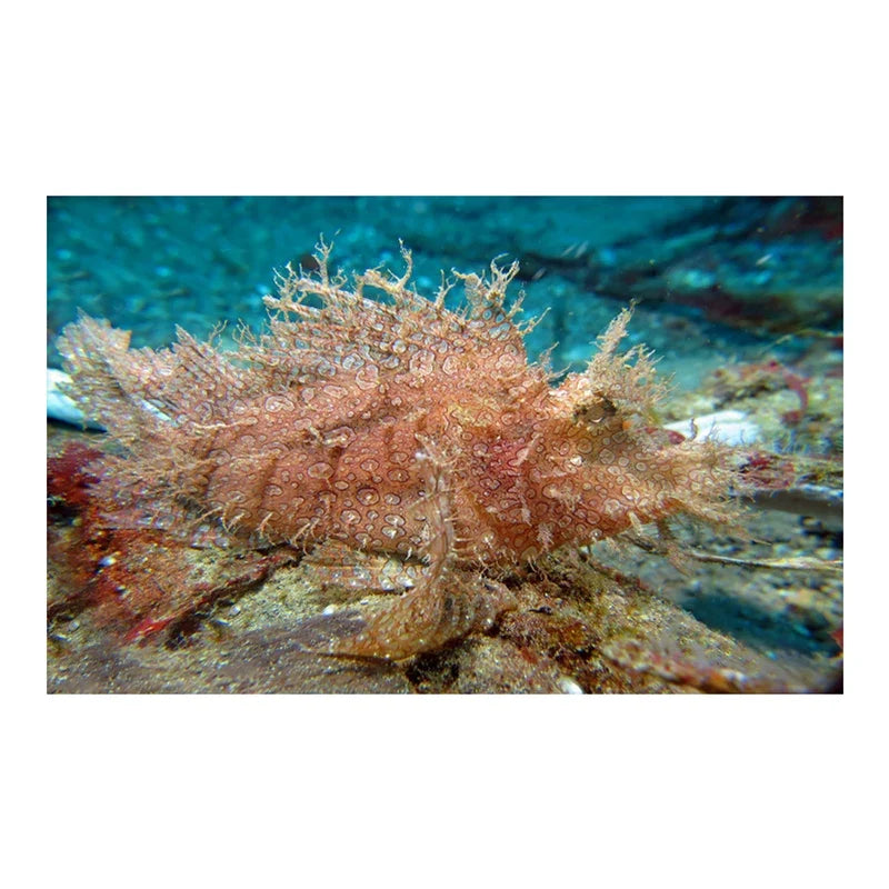 3D Underwater Coral Aquarium Sticker - MyPetDollar.com