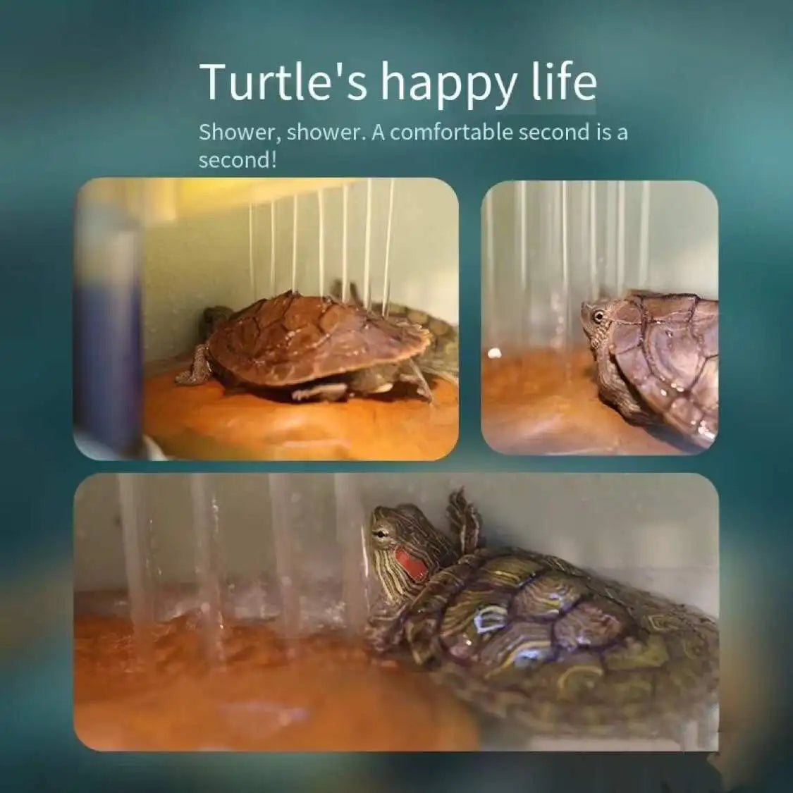 Turtle Tank Container Reptile Detachable - MyPetDollar.com