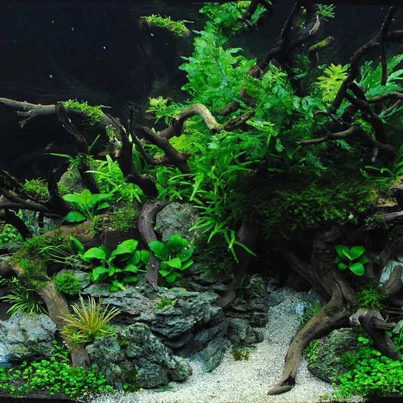 1 Pcs Natural Tree Trunk Aquarium Decoration - MyPetDollar.com