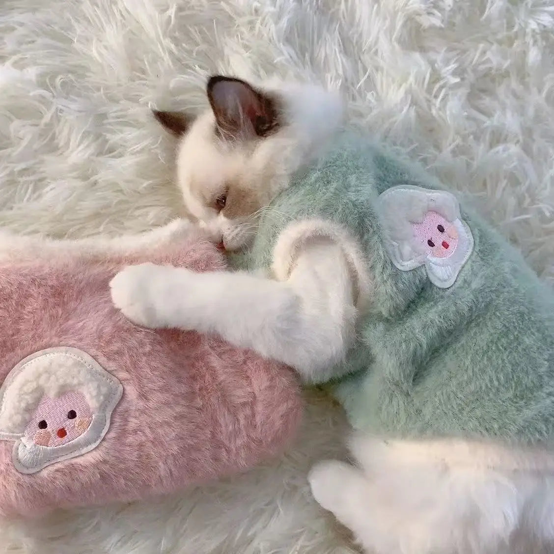 Adorable Autumn and Winter Cat Winter - MyPetDollar.com