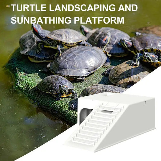 Turtle Wear Resistant And Stable Reptile - MyPetDollar.com