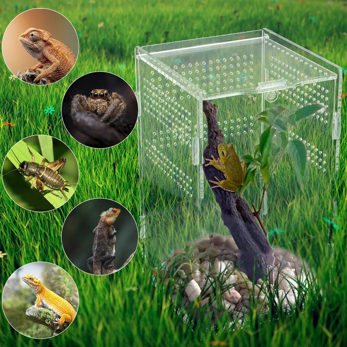 Reptiles Terrarium Enclosure Acrylic Reptile - MyPetDollar.com