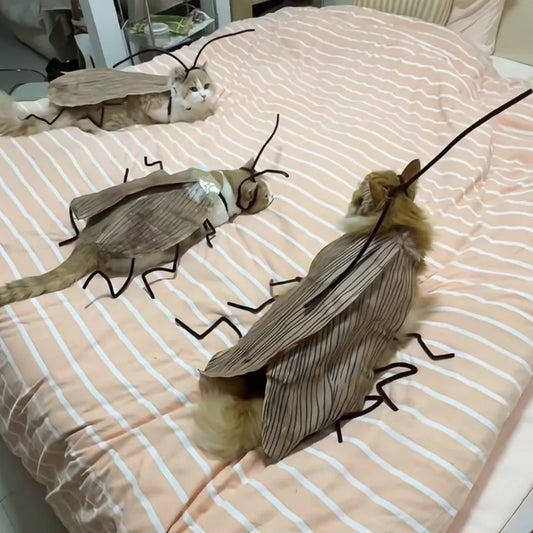 Creative DIY Cat Cockroach Clothing Indoor - MyPetDollar.com