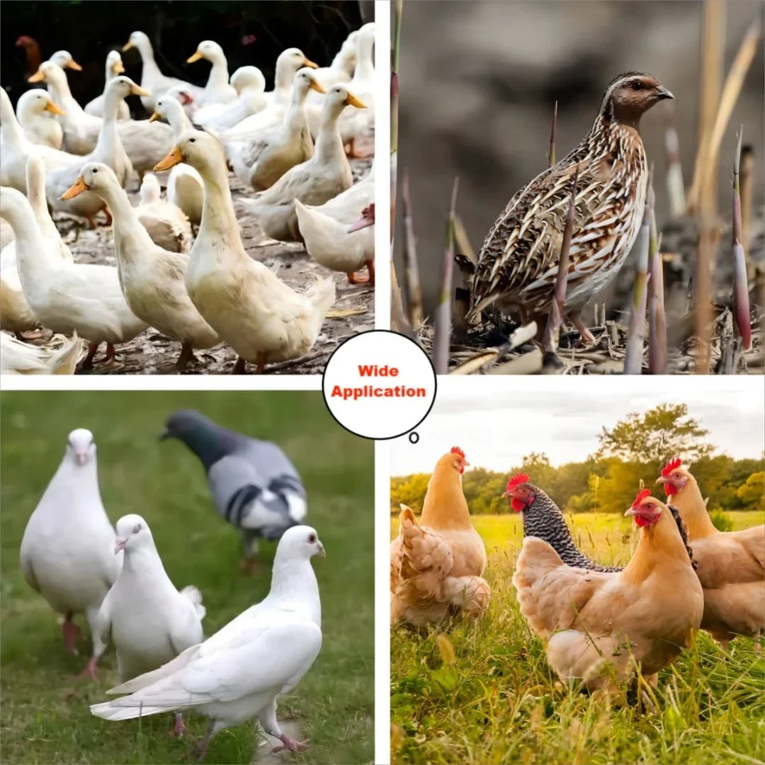DIY Automatic Chicken Feeder Chicken Feeders - MyPetDollar.com
