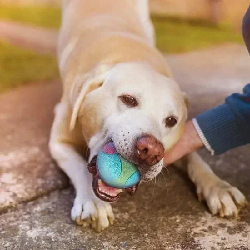 Solid Rubber Dog Balls for Dogs Virtually - MyPetDollar.com