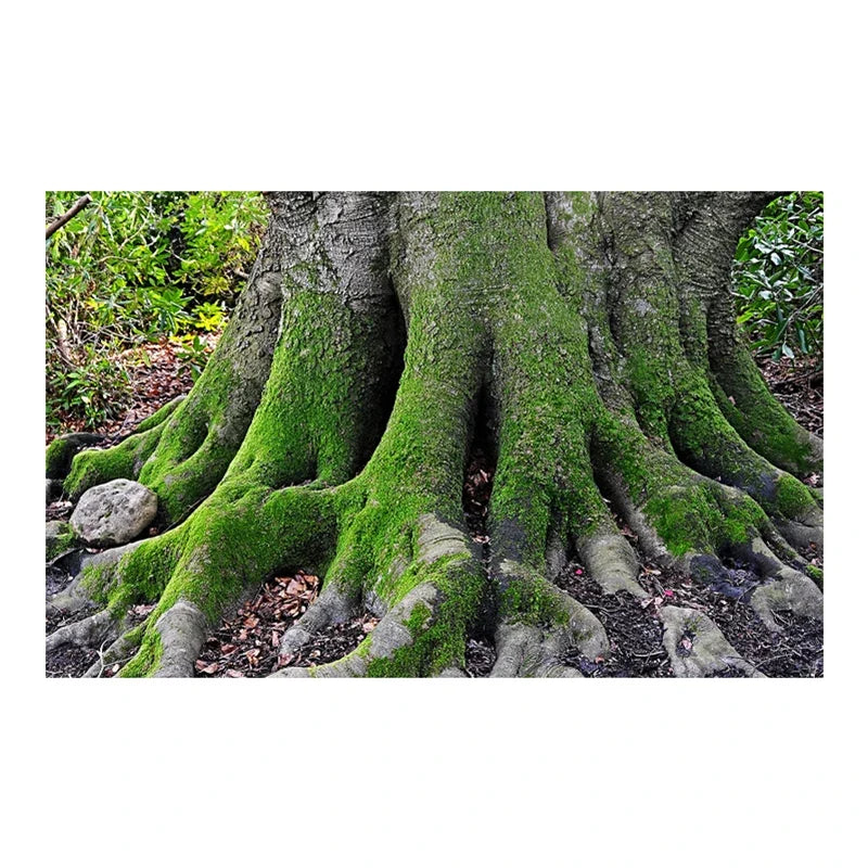 Realistic 3D Green Moss Tree Root Aquarium - MyPetDollar.com