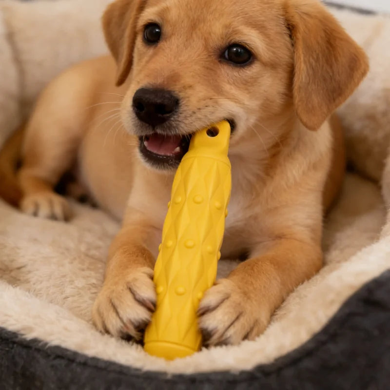 Dogs Eva Biting Stick No Rope Colors Tooth - MyPetDollar.com