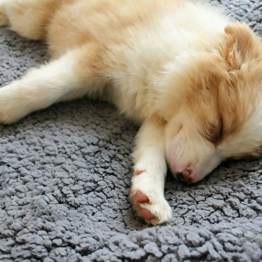 2Pcs Pets Blanket Warm Wool Fabric Pet - MyPetDollar.com